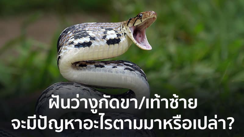 ฝันว่าโดนงูกัด