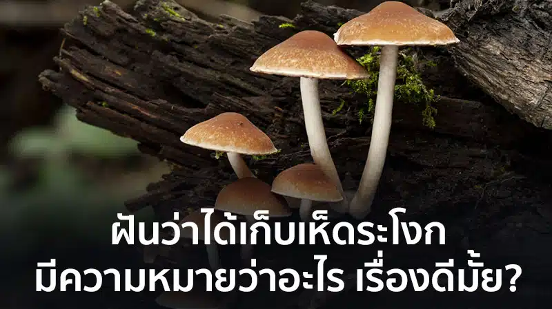 ฝันว่าเก็บเห็ด ระโงก