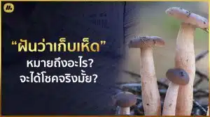 ฝันว่าเก็บเห็ด